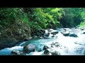 Relaxing mountain stream morning river sounds for sleeping, anxiety, ASMR, healing sounds