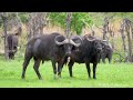 Animals of South America (4K UHD) - Scenic Wildlife Film With Calming Music