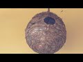 DIY bird Nest making at home