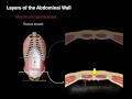 Ant Abdominal Wall Anterior view