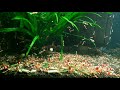 Feeding Over 1000 Shrimp