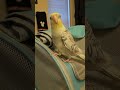 Time For Mirror Birb!!!