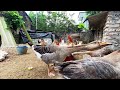 poultry care - feed the chicken - country life - poultry feed.