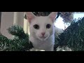baby cat stuck in the christmas tree