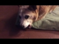 Roxie dog chomping a bone