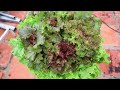 Brilliant Idea to Grow Lettuce in 100mm PVC pipe