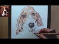 Let's Draw Daisy - A timelapse of Pamaj's fur baby!