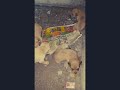 Rescuing Newly Born Puppies from Rain, Wind