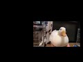 cute ducky