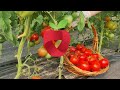 Many are wrong! Should you plant tomatoes and peppers in pairs?
