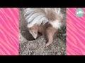 Brown Skunk Becomes A Woman's Dream Come True | Wild Buddies