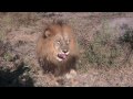 Lion relaxes in Botswana