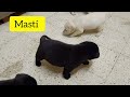 Labrador Puppies Growing From 1 hour to 21 days Timelapse / लेब्राडोर पप्पी की वृद्धि 1 से 21 दिन