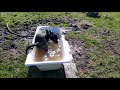 Happy dog - zoomies and a bath