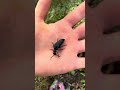 Casually catching blister beetles in the park #insects #funfacts #animals