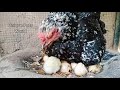 Hen Hatching Eggs | Chicken Reproduction Process | Hen Egg Hatching | Unique Pets World part_5