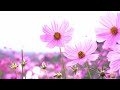 🌳4K calm piano healing music / Resting music, relieving stress, sleep-inducing music