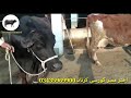 11 اعلی نسل کی بلکل سجری سوئی بھینسیں براے فروخت۔Buffalos For Sale In Karnana .اختر ممبر گورسی ۔