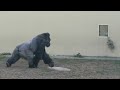 Angry Female Gorilla Screams & Chases After A Silverback❗️ | The Shabani Family