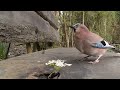 Movie For Cats - Little Birds in The Forest Garden