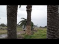 Arborco Palm Tree Transplanting