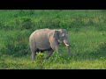 Ep481  เรื่องราวของพลายยักษ์  ทำไมโขลงช้างจึงวิ่งหนีสุดชีวิต  #เขาใหญ่ #wildlife #elephant #ช้าง