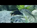 UNBOXING FULLY COLORED AFRICAN CICHLIDS