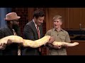 Jimmy Gets Attacked by Robert Irwin's Anteater
