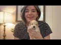 Freya’s 3 Week Schnoodle Puppies