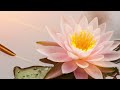 Relaxing Spring Music, Healing Music, Meditation Music, Spa Music, Sleep, Relaxing for Stress Relief