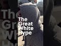 The great white hype-comedy hour Toronto