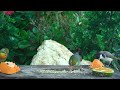[NO ADS]Cat TV for Cats to Watch 😺 Cute Birds & Little Squirrels in the Forest 🐿 8 Hours 4K ULTRA HD