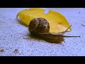 Snail: Small animal, big meaning // Schnecke: Kleines Tier, große Bedeutung..