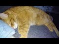 Cat Snores So Loud We Can't Sleep