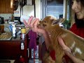 How to Potty Train (House Train) a Baby Goat Kid