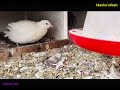 Beautiful Happy Quails Playing Around