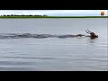 Wild Chase/Can the alligator chase the antelope