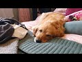 Guilty golden retriever gets to stay on the bed!