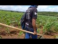 agricultura no nordeste homens limpando o milharal na enchada #natureza #agricultura  #videonovo