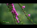 200 Beautiful Melodies 🌿 Relaxing Ambience 🌿  Peaceful Piano Music Instrumentals ||► 550 min