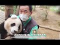 Adorable Baby Panda Playing Hide-And-Seek With a Keeper