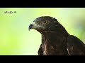(ENG SUB)Documentary that Took One and Half Years to Complete! 'Oriental Honey Buzzard'