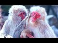 ANIMAL SPECTACLE 60FPS 8K ULTRA HD