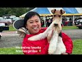 Devon Kennel Club Best of Breed Competition Wire Fox Terriers