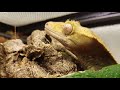 What To Buy Your Pet Crested Gecko // Setup, Substrate, Food, Lighting, etc