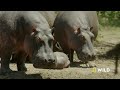 Follow an elephant calf in its first year of life (Full Episode) Happy Baby Elephant | Little Giant