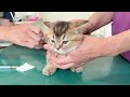 Kitten Kiki who endured the injection is great