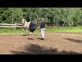 How to teach a horse not to be afraid of an umbrella. First lesson.