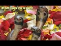 मधुश्रावणी पावनि स्पेशल,बिसहराक गीत। Mithilanchal pavani puja Bisahri Geet...