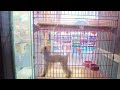 2024 Chó Phốc Sóc Mini 😍 Funny and Cute Pomeranian 😺🐶 | cute animals70